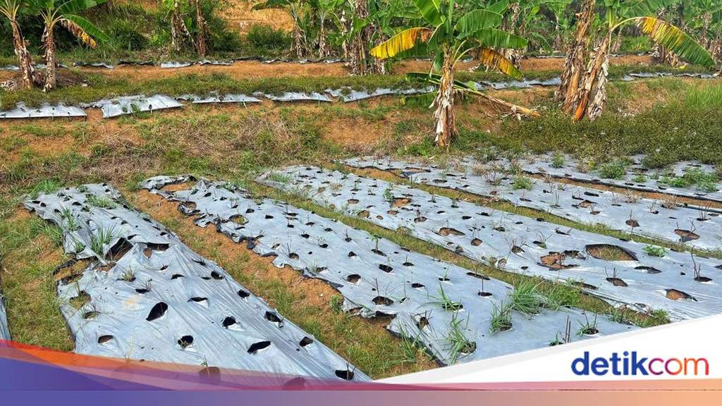 Kemarau Panjang Terjang Sukabumi, 35 Hektare Kebun Kumis Kucing Gagal Panen